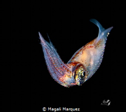 Squid 
Bonfire diving by Magali Marquez 